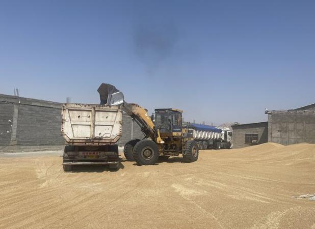 خرید تضمینی ۱۰۲هزار تن گندم در استان مازندران