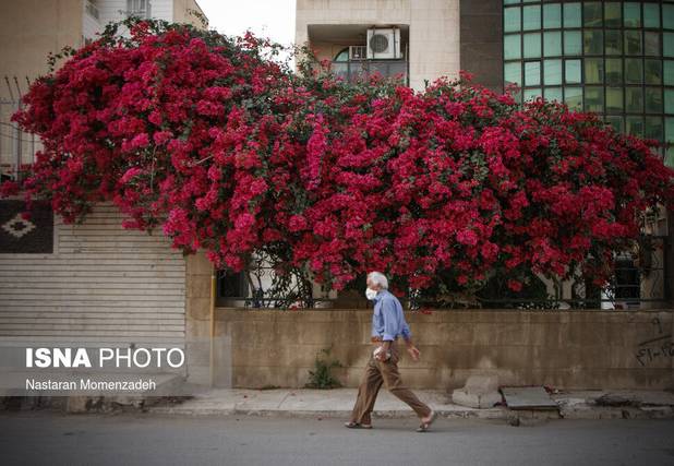 توسعه فضای سبز اهواز با احیای «گل‌های کاغذی»
