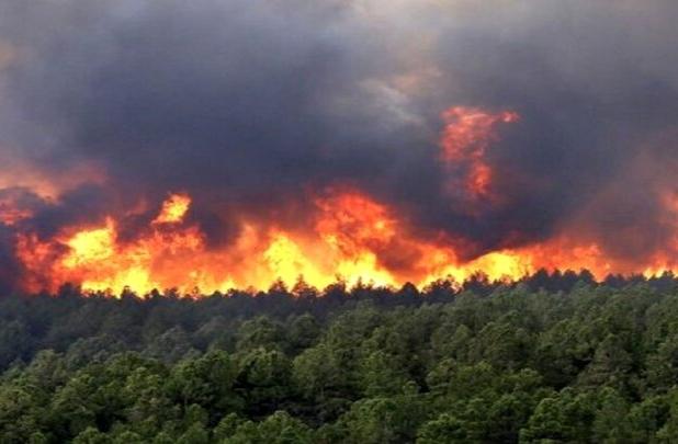 محمدی: ۸۰ درصد آتش‌سوزی جنگل‌های هیرکانی مهار شد