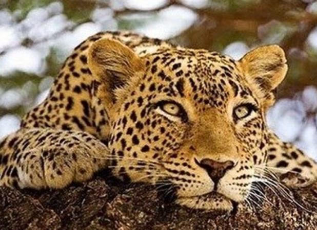 بیماری «هیراد» پلنگ کلاه‌قاضی همچنان بی پاسخ!