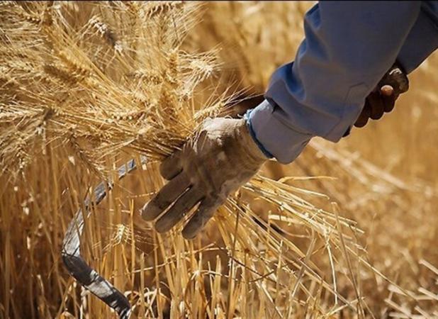 ۳۱ مرکز خرید گندم تضمینی در استان سمنان ایجاد شده است