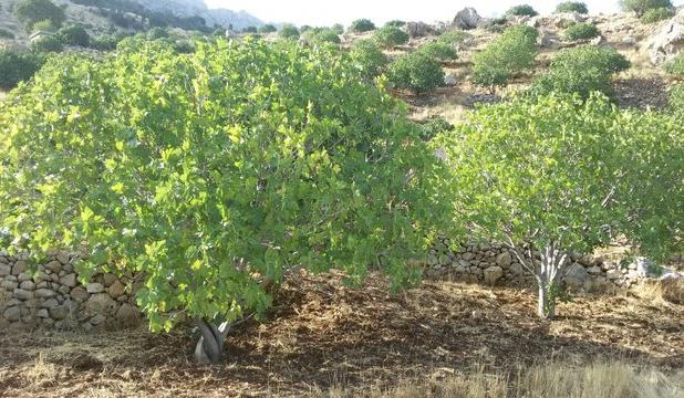 ضرورت بررسی تخصصی باغبانی و الگوی کشت با تمرکز بر سازگاری با تغییرات اقلیمی