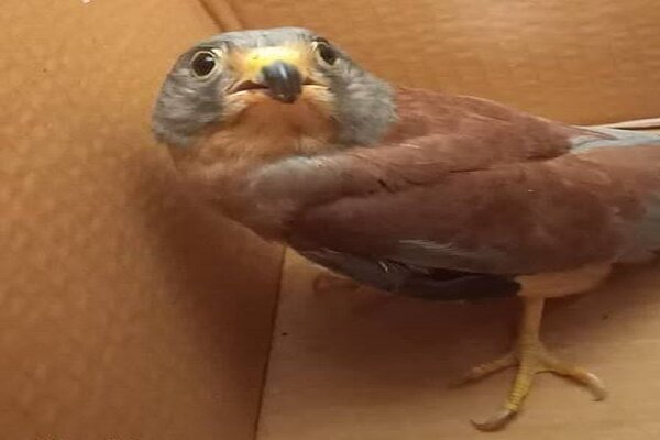 نجات یک قطعه دلیجه شکاری از چرخه تجارت غیرمجاز