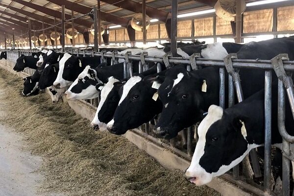 تولید بیش از ۲۰ هزار تن شیر خام در دامداری‌های شهرستان البرز