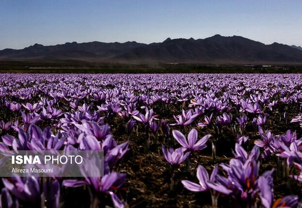 کرمانشاه به یکی از قطب‌های تولید زعفران تبدیل می‌شود