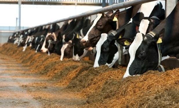 دستیابی محققان ایرانی به نسل جدیدی از مکمل‌های دامی