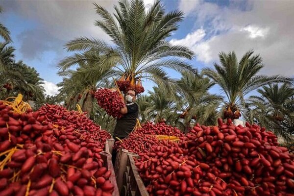 ۲۴۰ هزار تن خرما در سیستان و بلوچستان برداشت شد