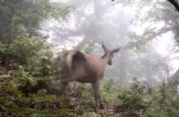 برنامه‌های جدید برای حفاظت و بهره‌برداری از منابع ژنتیکی حیات‌وحش