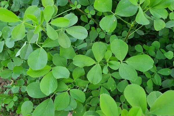 فرآیند تجاری واردات یونجه از تمامی کشورها تسهیل شد