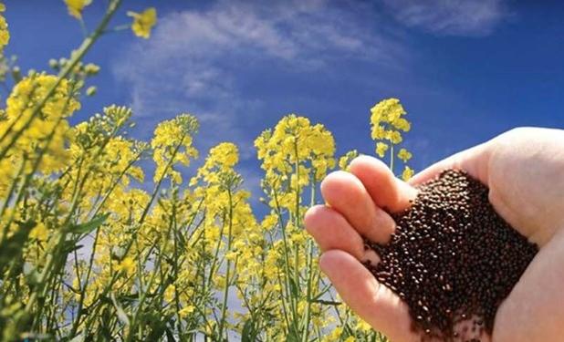 تولید کودهای محلول توسط دانش‌بنیان‌های وطنی