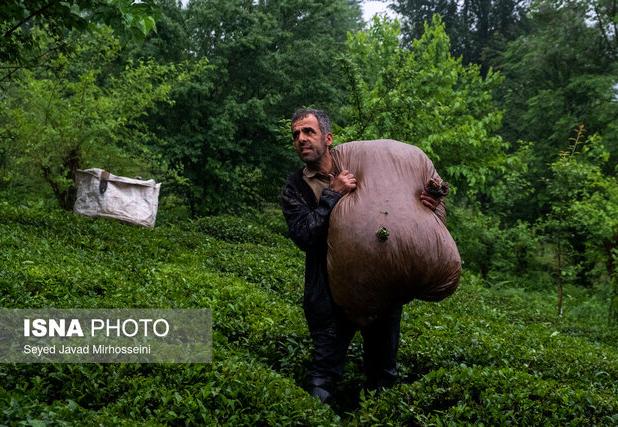 رئیس سازمان چای: ۹۷ درصد مطالبات چایکاران پرداخت شد