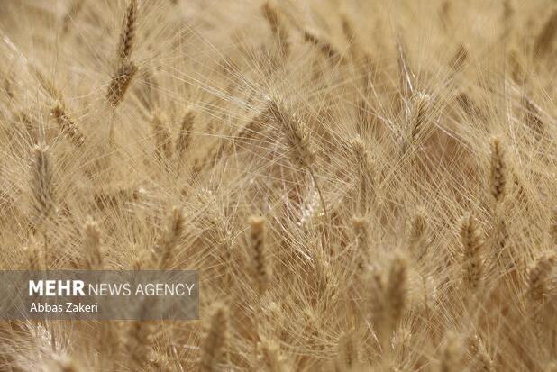 آغاز خرید تضمینی کلزا و گندم در گلستان