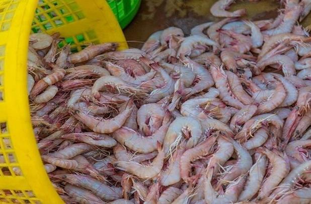 خودکفایی خوزستان در تولید بچه‌میگو؛ گامی برای توسعه پایدار آبزی‌پروری