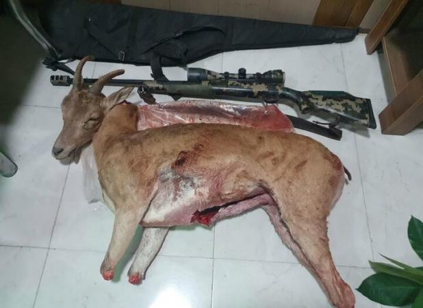 دستگیری شکارچی متخلف در پرور؛ یک میش وحشی شکار شد