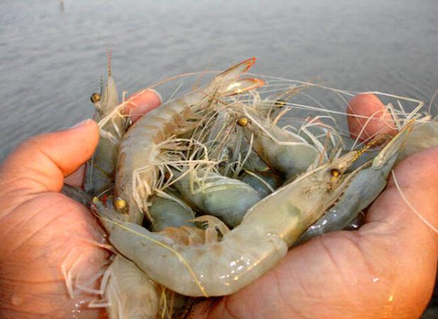 ۳۷۰۰ تن میگو پرورشی در جاسک برداشت شد