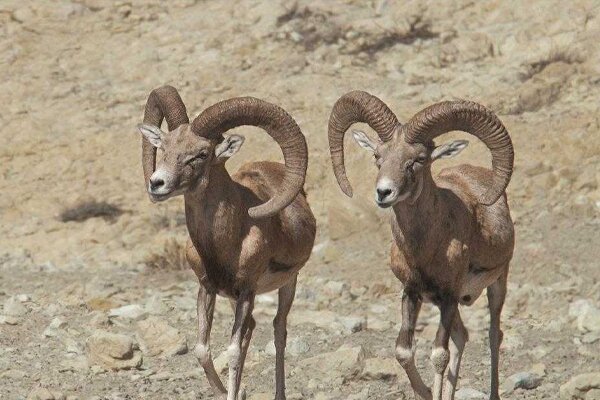 حضور گله قوچ و میش‌های وحشی در حاشیه دریاچه تار دماوند