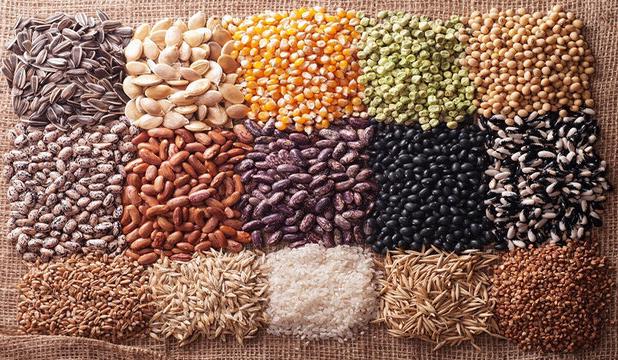 ضرورت استفاده کشاورزان از بذرهای اصلاح شده