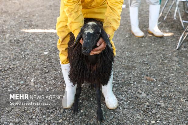 مردم از ذبح دام خارج از محیط کشتارگاه خودداری کنند