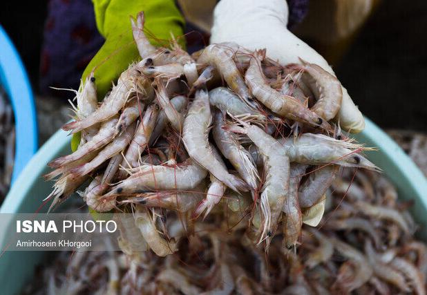 آبزیان سیستان و بلوچستان ۹۰ درصد به بازارهای خارجی صادر شده است