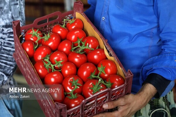 پیش بینی ۷۵ تن گوجه فرنگی در هکتار از زمین های کشاورزی گچساران