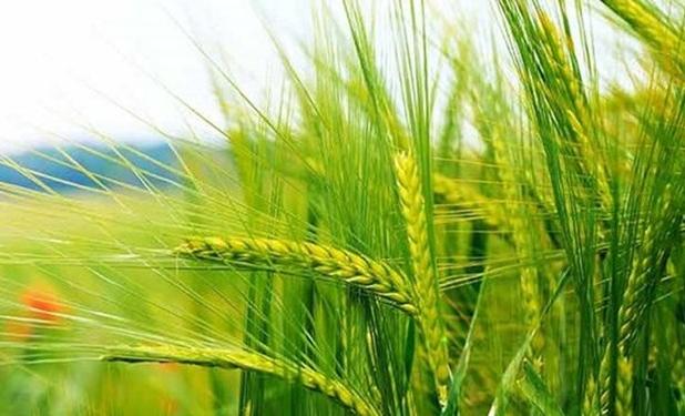 تقویت سازوکارهای تحمل گیاه گندم در برابر تنش‌ها