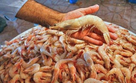 مهلت یک ماهه برای فعال‌سازی مزارع راکد در مجتمع میگوی چوئبده آبادان