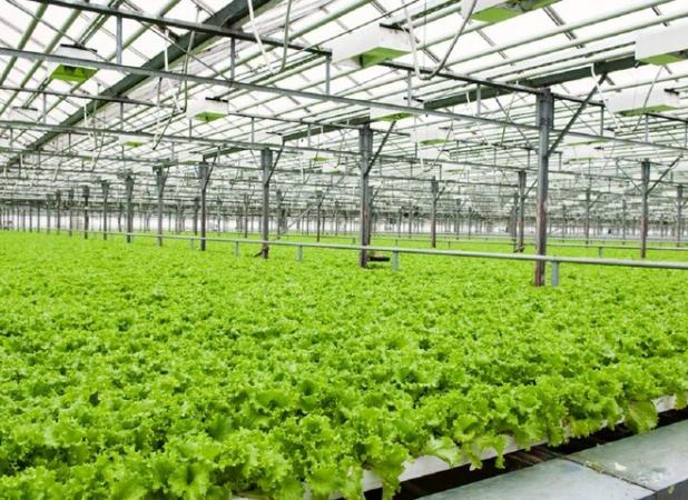 تولید و عرضه  سالانه ۵۶۹ هزار تُن انواع محصولات گلخانه ای در یزد