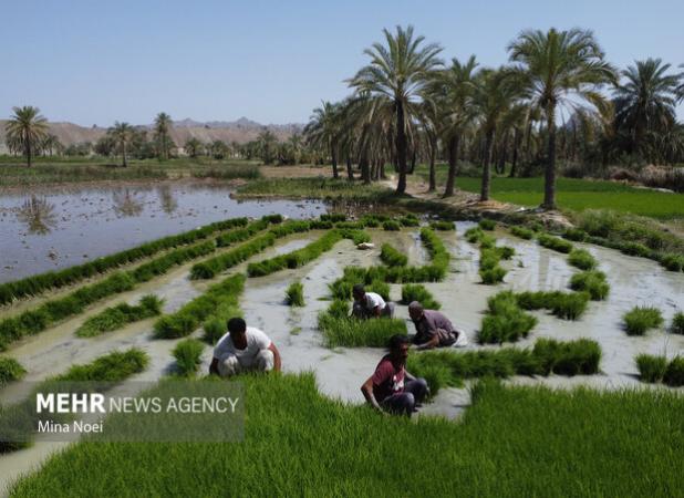 ۳۸ هزار هکتار از شالیزارهای بابل نشاکاری شد