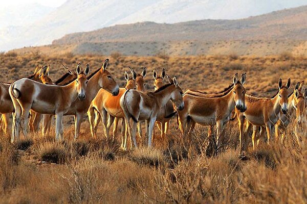 همایش احیای گورخر ایرانی در گرمسار آغاز به کار کرد