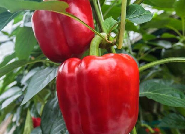 فلفل آن هم از نوع خانگی و تاثیر آن بر سلامت قلب!