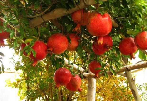 مبارزه بیولوژیک علیه کرم «گلوگاه» در ۵ هکتار از باغات انار چگنی