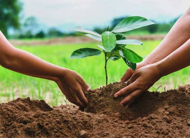 حذف محدودیت زمانی در کاشت یک میلیارد نهال