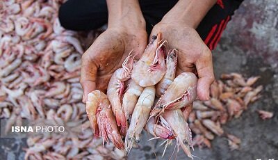 مدیرکل شیلات استان: برداشت میگو در بوشهر ۸۰ درصد افزایش یافت