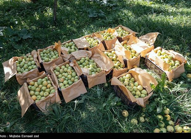 لزوم شناسنامه‌دار شدن مزارع برای ساماندهی مصرف سموم