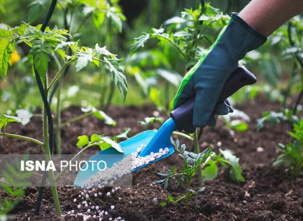 افزایش ۵۰ درصدی توزیع کود اوره یارانه‌ای در قم