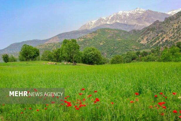 تهیه طرح مرتع‌داری برای ۶۵۰ هزار هکتار از مراتع لرستان