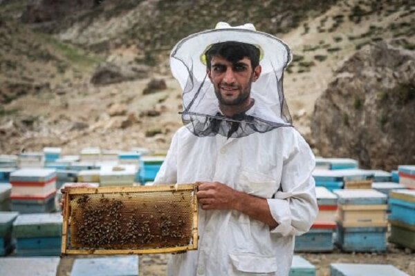رونق زنبورداری در استان سمنان؛ تولید عسل به ۳۸۵ تن رسید