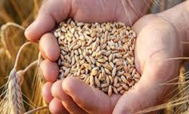 تهدید امنیت غذایی جهان با درگیری روسیه و اوکراین