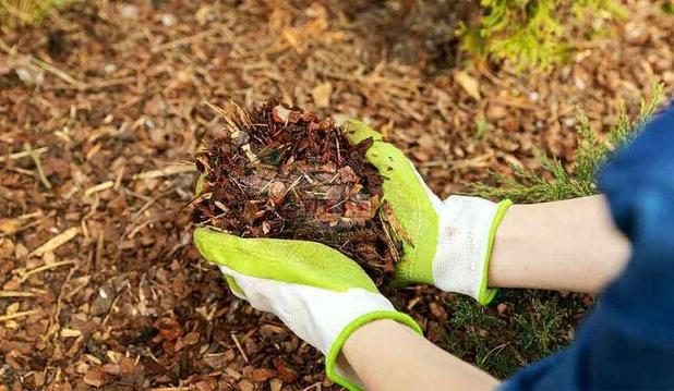 تأثیر مالچ زیستی بر کاهش تبخیر و افزایش کارایی آبیاری در گیاهان دارویی