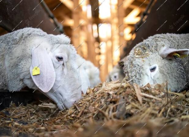 کرمانشاه جزو پنج استان برتر فروش خوراک دام شد