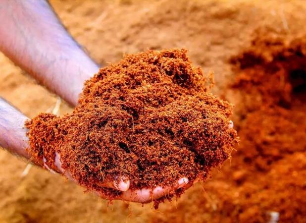 بومی‌سازی بستر کشت گلخانه با ضایعات درخت نخل