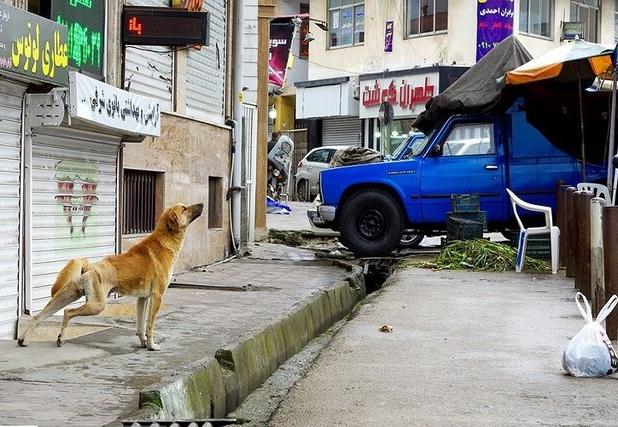 انتقال سالانه بیش از ۱۴۰۰ قلاده سگ بلاصاحب به جان‌پناه شهرداری بجنورد 