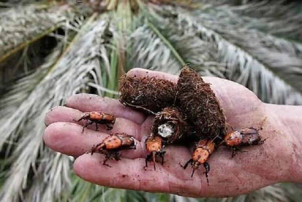 طیبی: پاجوش خرما، سوسک سرخرطومی را به نخلستان های فهرج می آورد