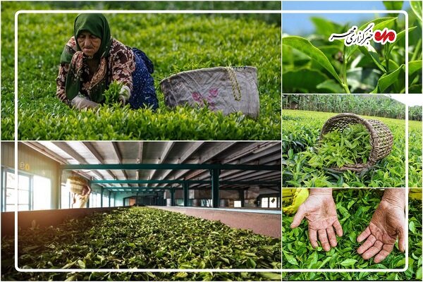 پایان برداشت چین اول چای در رودسر؛ خرید ۹۳۰۰ تُن برگ سبز