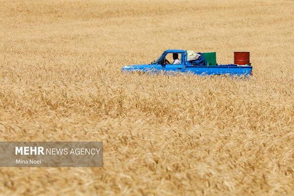 پرداخت غرامت کشاورزان خسارت‌دیده کرمانشاه آغاز شد