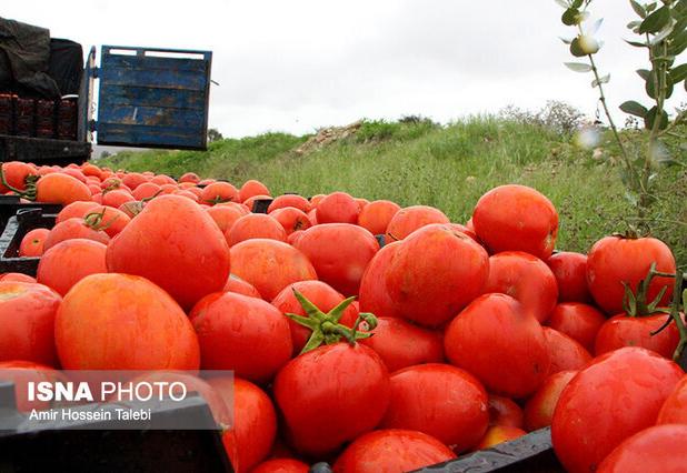 آغاز برداشت بیش از ۱۱۳ هزار تُن گوجه‌فرنگی خارج از فصل در پارسیان