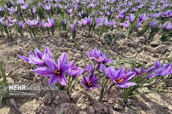 برداشت زعفران در آزادشهر آغاز شد؛ ۵۰۰ هکتار زمین زیر کشت این محصول