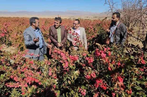 مقام نخست شهرستان زرند در تولید زرشک استان کرمان