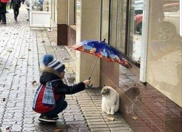 اقدام احساسی یک پسربچه برای گربه زیر باران!