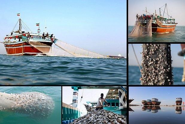 اعتراض صیادان دیری به صیدهای غیرمجاز؛ «ترال» را برای همیشه متوقف کنید